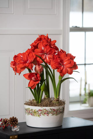  || https://assets.gardeners.com/transform/a67ed96d-87ae-4d67-bdea-09773d8c4d18/8611087_2022_8549-tif