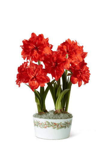 Double Circus Potted Red Amaryllis Trio