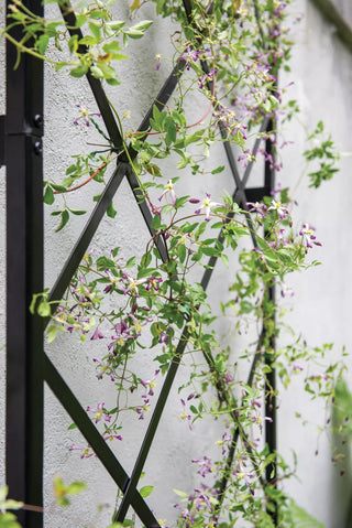  || https://assets.gardeners.com/transform/91dafdef-ca62-4a58-bb12-140394791945/8611130_011-tif