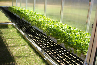  || https://assets.gardeners.com/transform/2f1b6d66-c90d-434e-85f2-28b8980a5291/8611204_03V-jpg