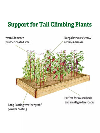  || https://assets.gardeners.com/transform/2119290d-2472-412e-a71b-56aa4f4b82c4/8611246_4