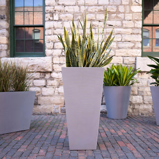  || https://assets.gardeners.com/transform/24e8baaa-d670-4366-a39f-c3729b8c0193/8611619_01V-tif