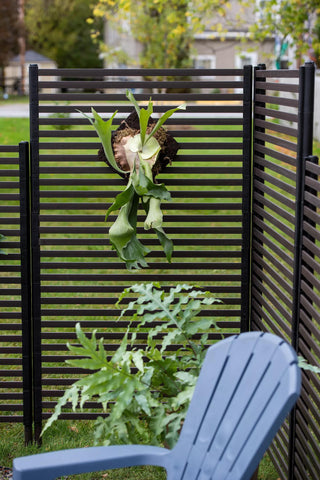  || https://assets.gardeners.com/transform/7449625f-f50a-4187-9fb5-24af8309a815/8611666_008-tif
