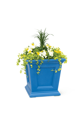  || https://assets.gardeners.com/transform/07ed67a9-e335-4269-9b16-6ea2ad1a5411/8611695_046-tif
