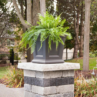  || https://assets.gardeners.com/transform/6cd6348d-b18d-4547-b0ec-5055fc84746e/8611695_06V-tif