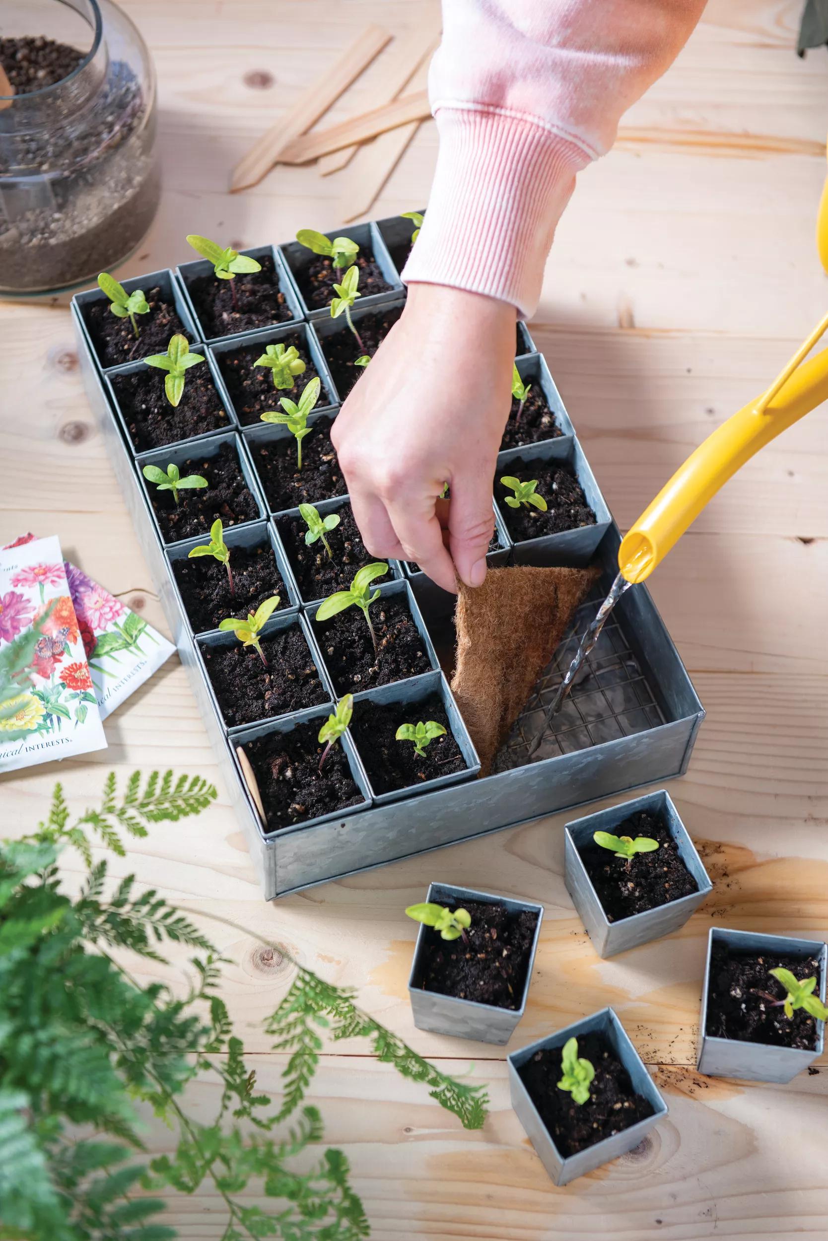 planting seeds in seed trays Self-Watering Galvanized Seed-Starting Tray