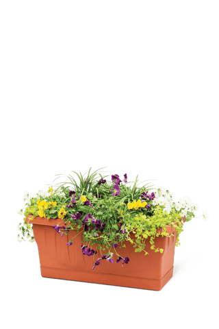  || https://assets.gardeners.com/transform/5ff6d481-ba91-4cb2-bf32-3f275516601b/8611941_2260-tif
