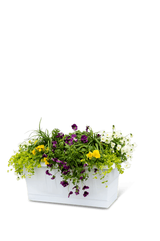  || https://assets.gardeners.com/transform/86fa06a3-8da8-4b91-8d53-a25a495fe1c7/8611941_2266-tif