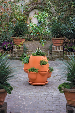  || https://assets.gardeners.com/transform/71addd7f-972b-4430-90bd-354c5ad0f089/8611945_023-tif