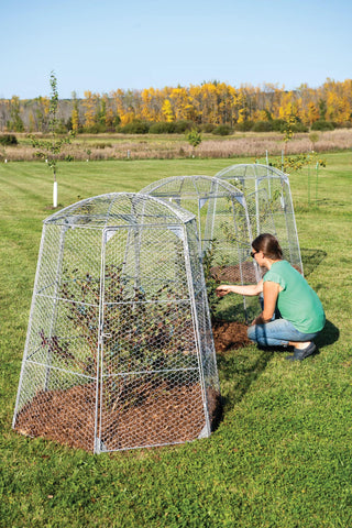  || https://assets.gardeners.com/transform/d7b23cbc-a44e-4ae3-bc88-ccc47db01cbc/8611977_019-tif