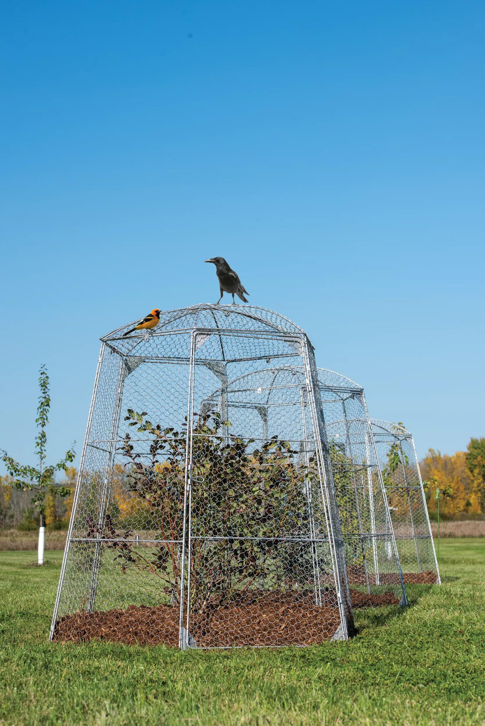 chicken wire air plant Chicken Wire Super Dome