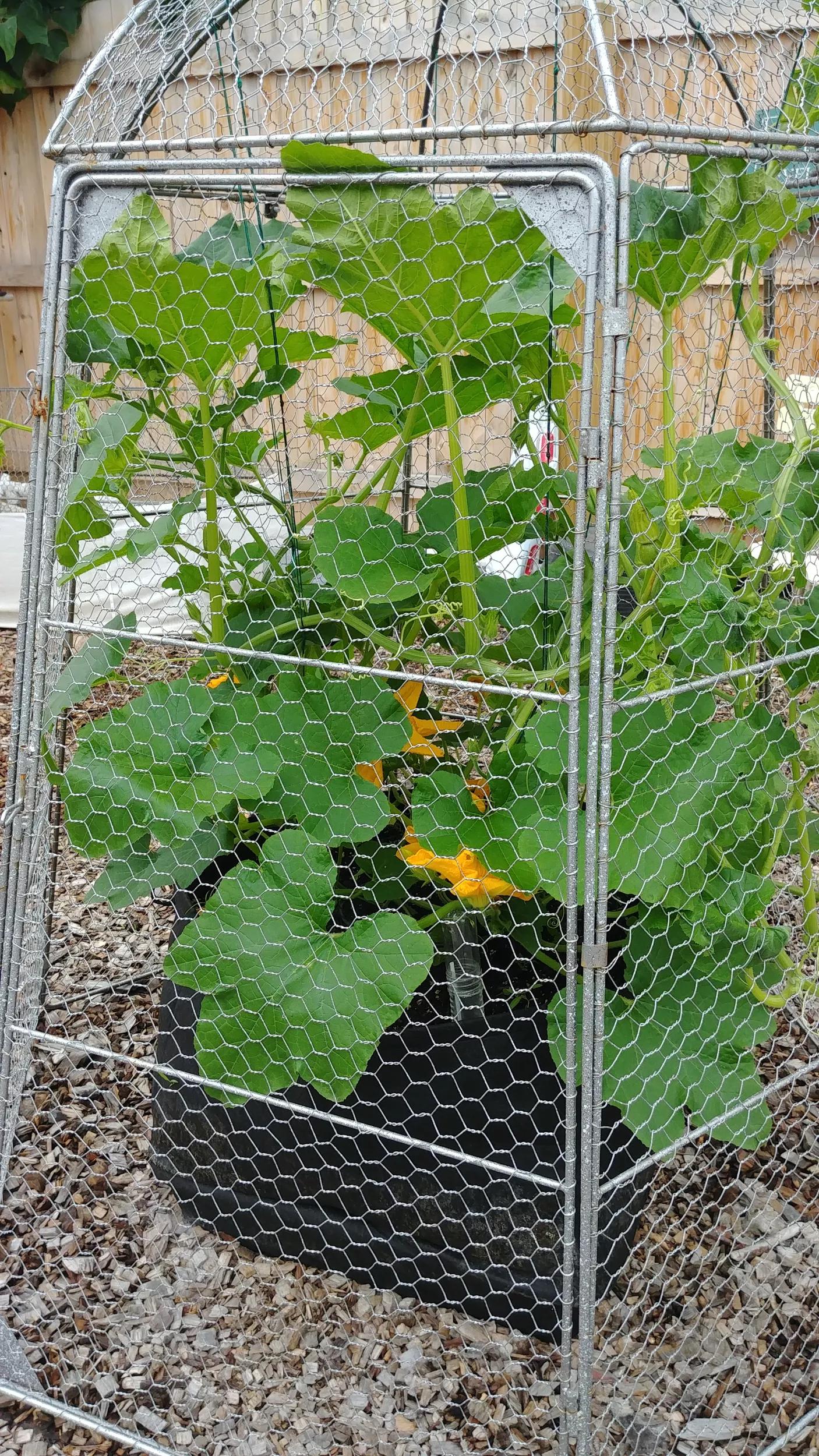 chicken wire air plant frame Chicken Wire Super Dome