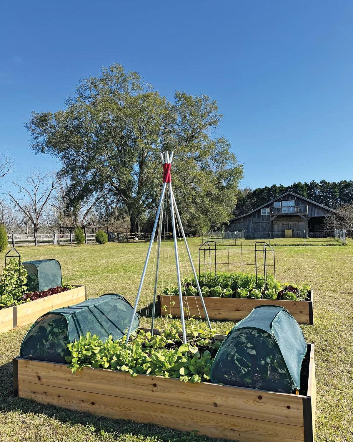 Natural Insect Protection for Gardens | Gardener's Supply