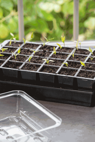  || https://assets.gardeners.com/transform/3cabca5b-4a0d-4397-b899-1c1ccb17a990/8612047_SeedlingTransplantTongs-gif