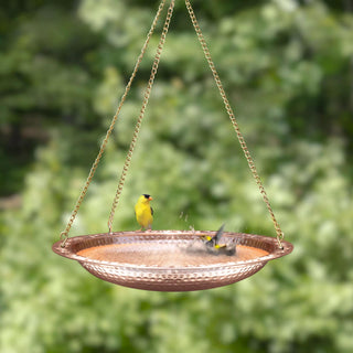  || https://assets.gardeners.com/transform/94f8b48f-8ff6-400c-864b-b636a76993d1/8612268_01V-jpeg