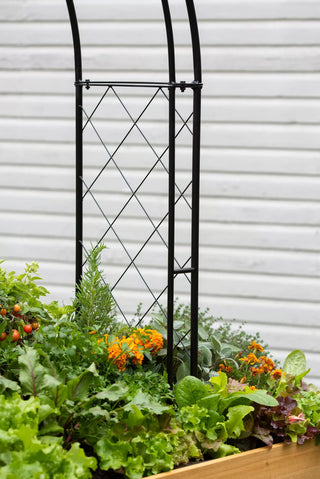  || https://assets.gardeners.com/transform/117367a5-8dd9-4244-adb4-5a3b9bf94cca/8612339_016-tif