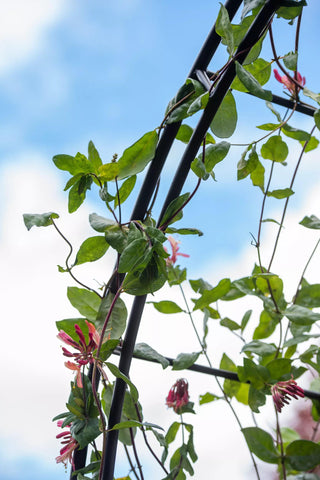  || https://assets.gardeners.com/transform/0af98a2d-5aef-4394-ad35-cde8a74e9971/8612339_017-tif
