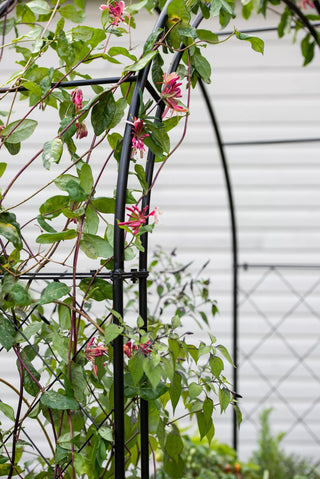  || https://assets.gardeners.com/transform/5bda3e99-11e0-492f-96d8-168de954115f/8612339_018-tif