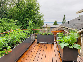  || https://assets.gardeners.com/transform/3f84c73f-f3a8-4571-b5c6-c2d5b222d06e/8612402_02V-jpeg