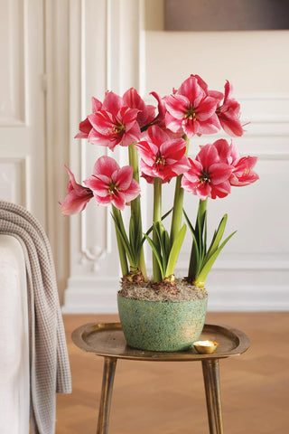 Gervase Potted Amaryllis Trio