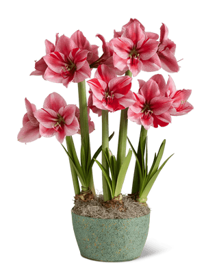 Gervase Potted Amaryllis Trio