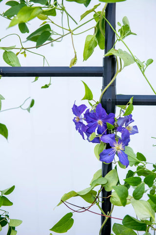  || https://assets.gardeners.com/transform/4fa13627-2837-466b-9946-386df71e653a/8612660_0120-tif