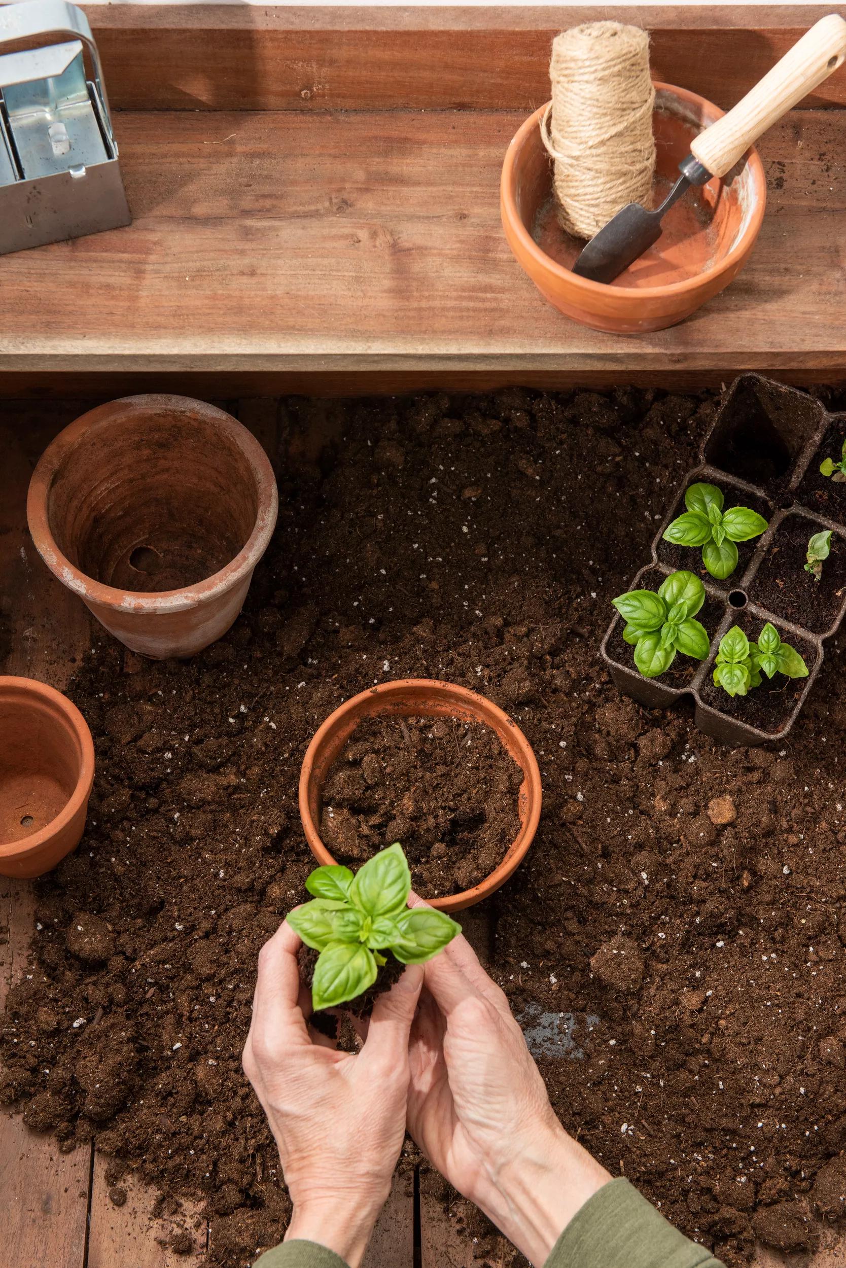 plant transplant pots Transplant Mix, 20 Qts