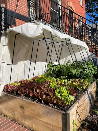  || https://assets.gardeners.com/transform/f68923eb-f559-4b90-bebd-6e189779d029/8612816_01CUST