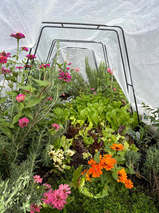  || https://assets.gardeners.com/transform/006807c3-f9cc-452a-b779-263f551fc34e/8612816_01TEST