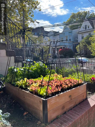  || https://assets.gardeners.com/transform/e31cecd8-3809-4bae-a733-e7ee700d04dc/8612816_02CUST
