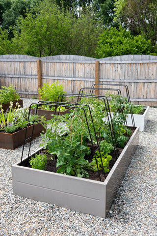  || https://assets.gardeners.com/transform/5b07a588-bd2b-44c5-bfd5-95793b776d65/8612816_723-tif