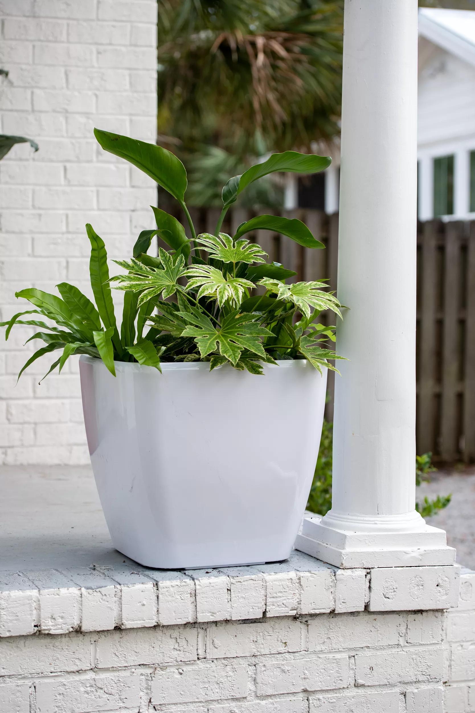 indoor plant pots self-watering Viva Square Self-Watering Rolling Planter 20" Set of 2