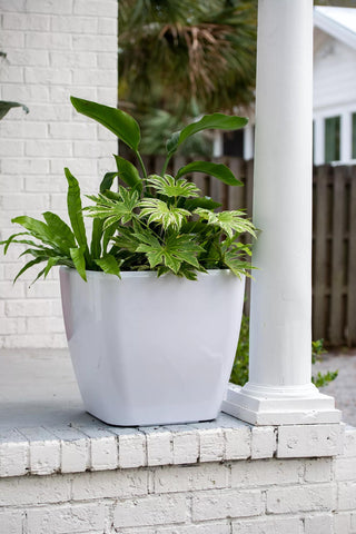  || https://assets.gardeners.com/transform/7a6e9f51-a798-4718-b646-2ed1f3857fc4/8612930_0033-tif
