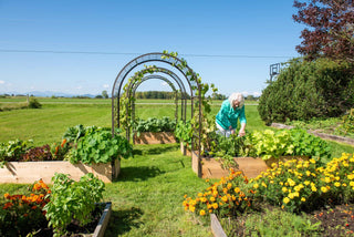  || https://assets.gardeners.com/transform/2fd96152-d961-4ca3-970f-ea71d0d94cd9/8612976_0035