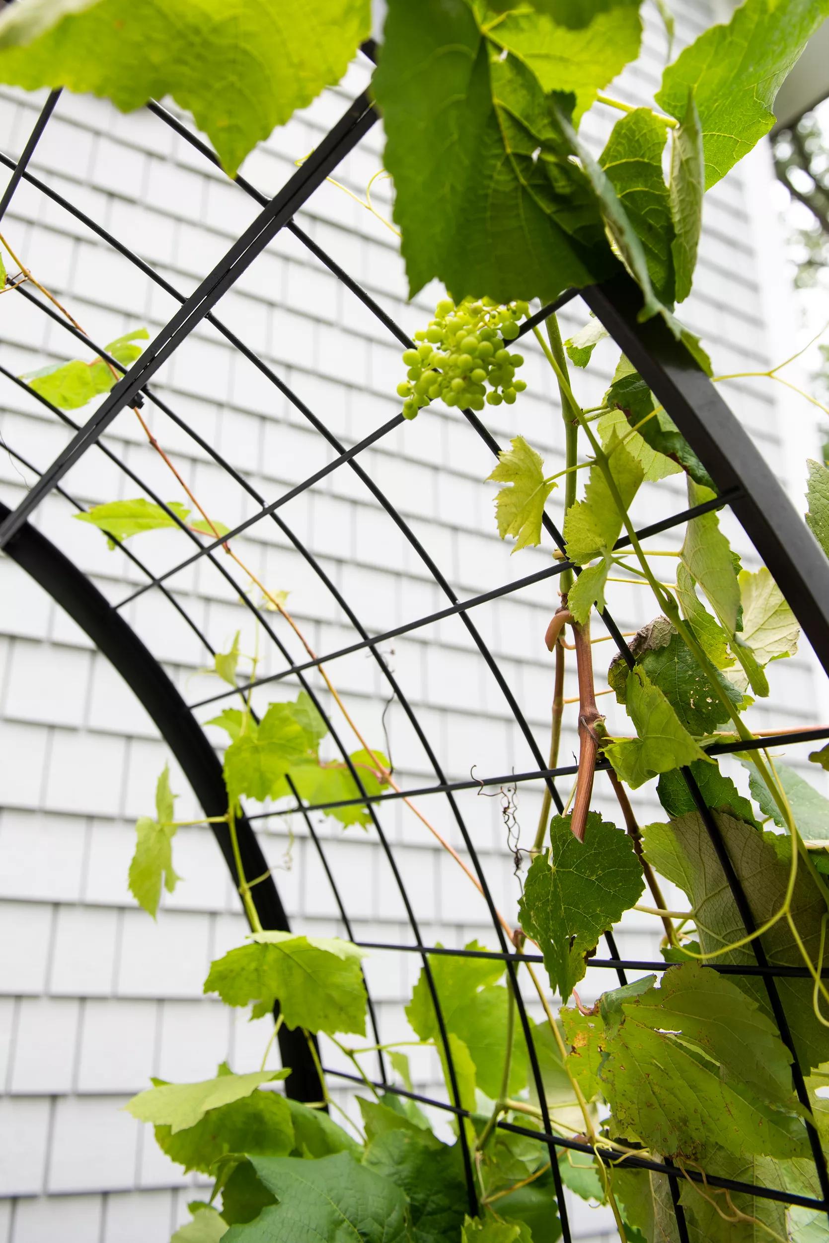 arch trellis for planter boxes 2' x 4' Arch Trellis for Planter Boxes