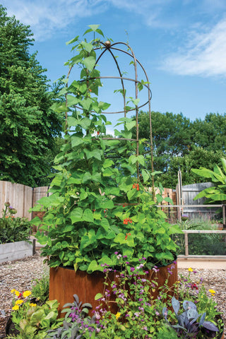  || https://assets.gardeners.com/transform/22336fdc-e608-472f-bc6c-63758aa028a4/8612997_0055