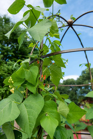  || https://assets.gardeners.com/transform/5f51ae2a-4848-48a0-b994-c1381af3662a/8612997_0058