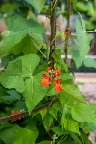  || https://assets.gardeners.com/transform/77fb9a20-9671-4122-ae2b-473ebbe0f5ea/8612997_0059