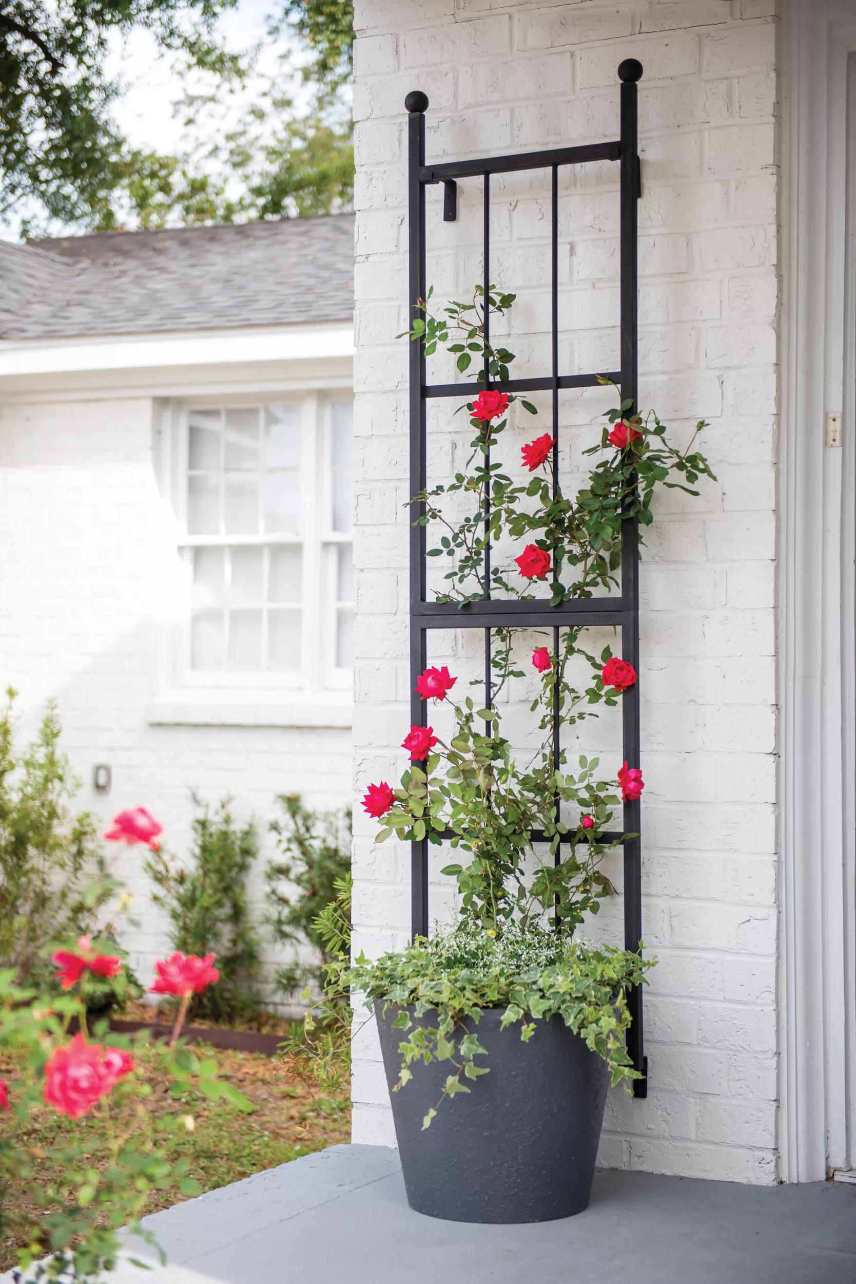 best plants for wall trellis Essex™ Wall Trellis