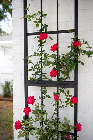  || https://assets.gardeners.com/transform/7decf13b-1867-4697-a9fb-4031707dbb21/8613045_8562-tif