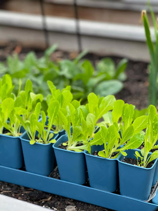  || https://assets.gardeners.com/transform/4a49ceb6-b6e1-479f-9068-31819856947e/8613066_01TEST