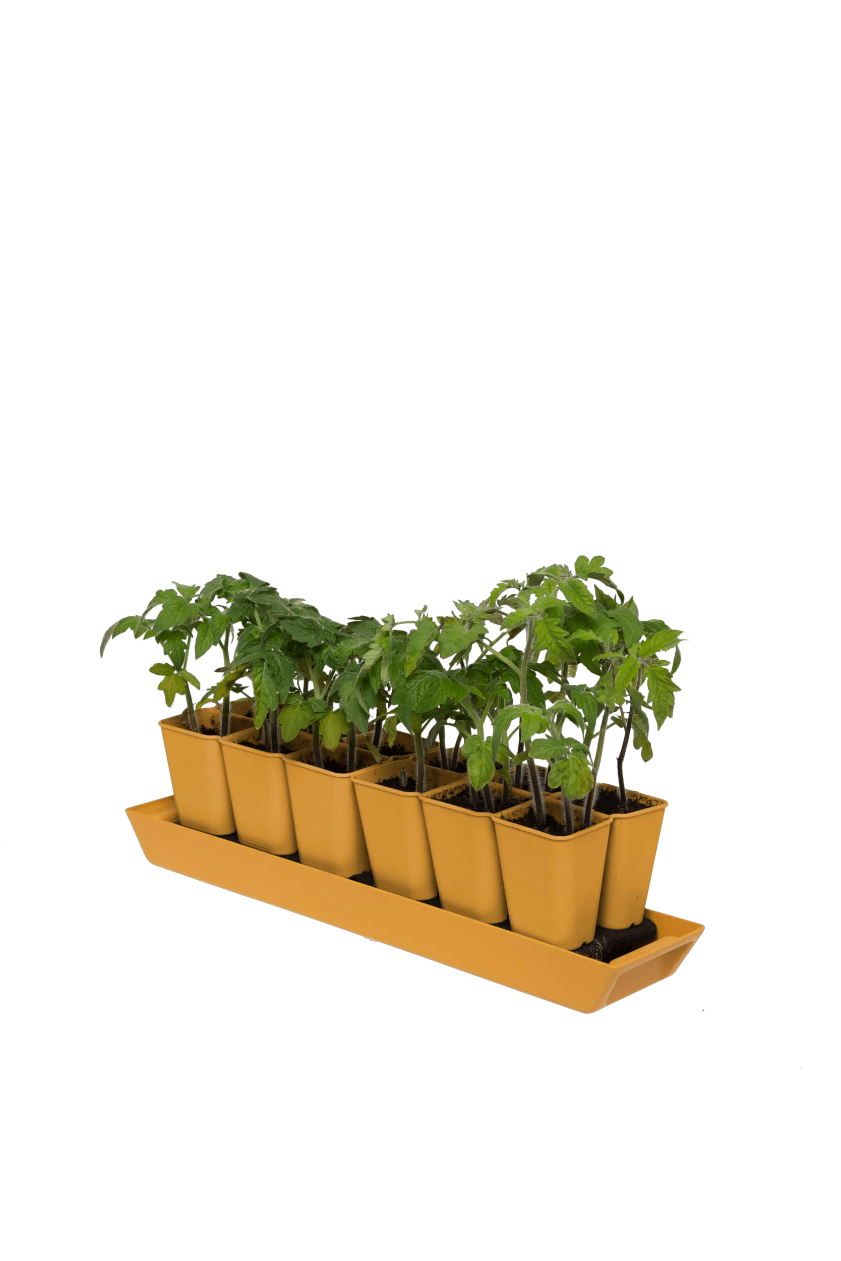 planter box seed treatment Gardener's Best® XL Seed Starting Kit