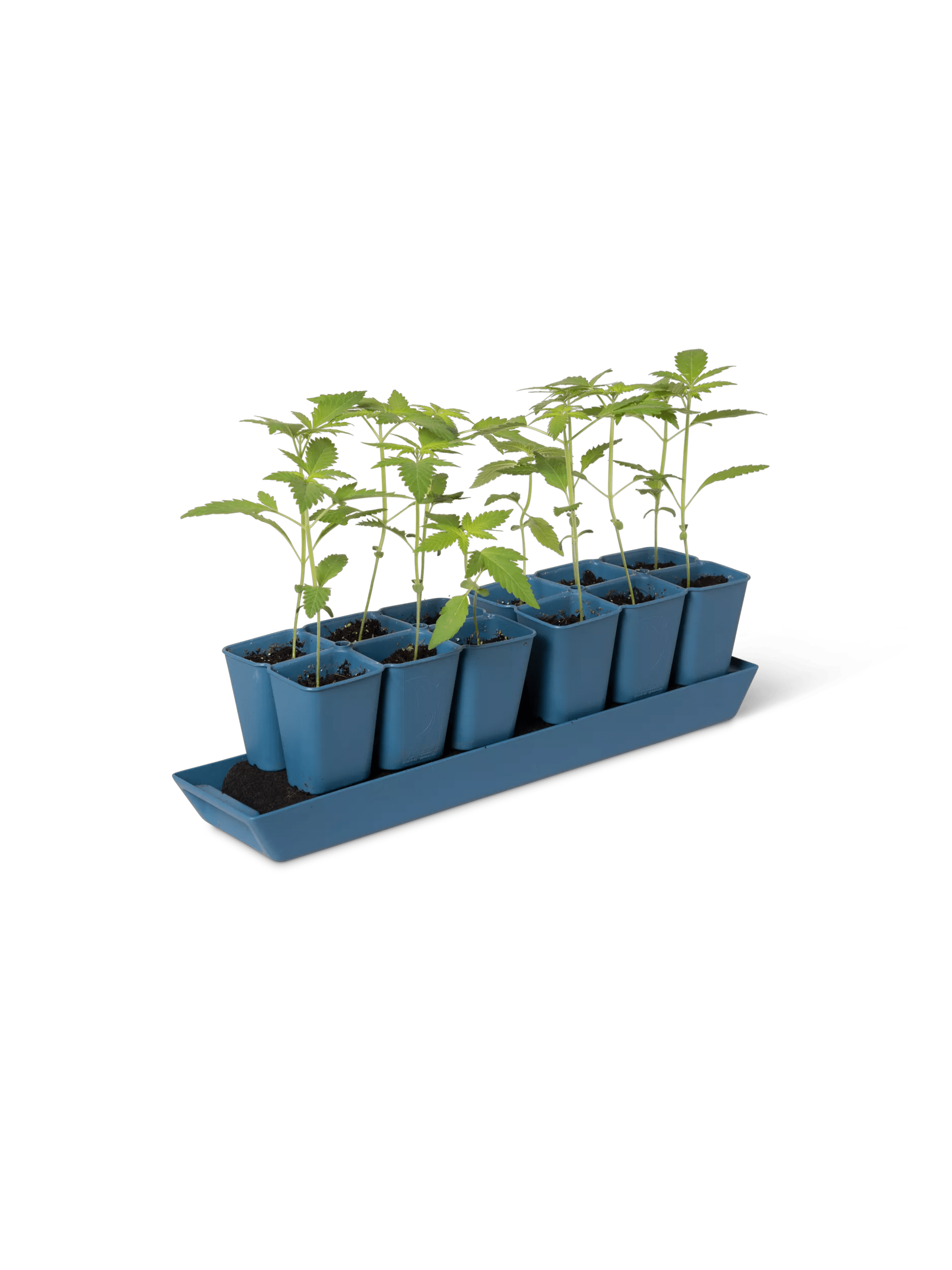 garden supply seed starter kit Gardener's Best® XL Seed Starting Kit