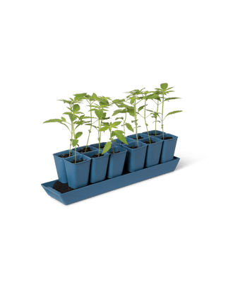  || https://assets.gardeners.com/transform/de18636e-902a-4c76-9830-8e93bbbbb4f0/8613066_8554