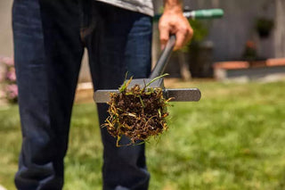  || https://assets.gardeners.com/transform/9b1b7f51-d5f8-4db6-bcf5-4b066e0bf252/8613169_03V-tif