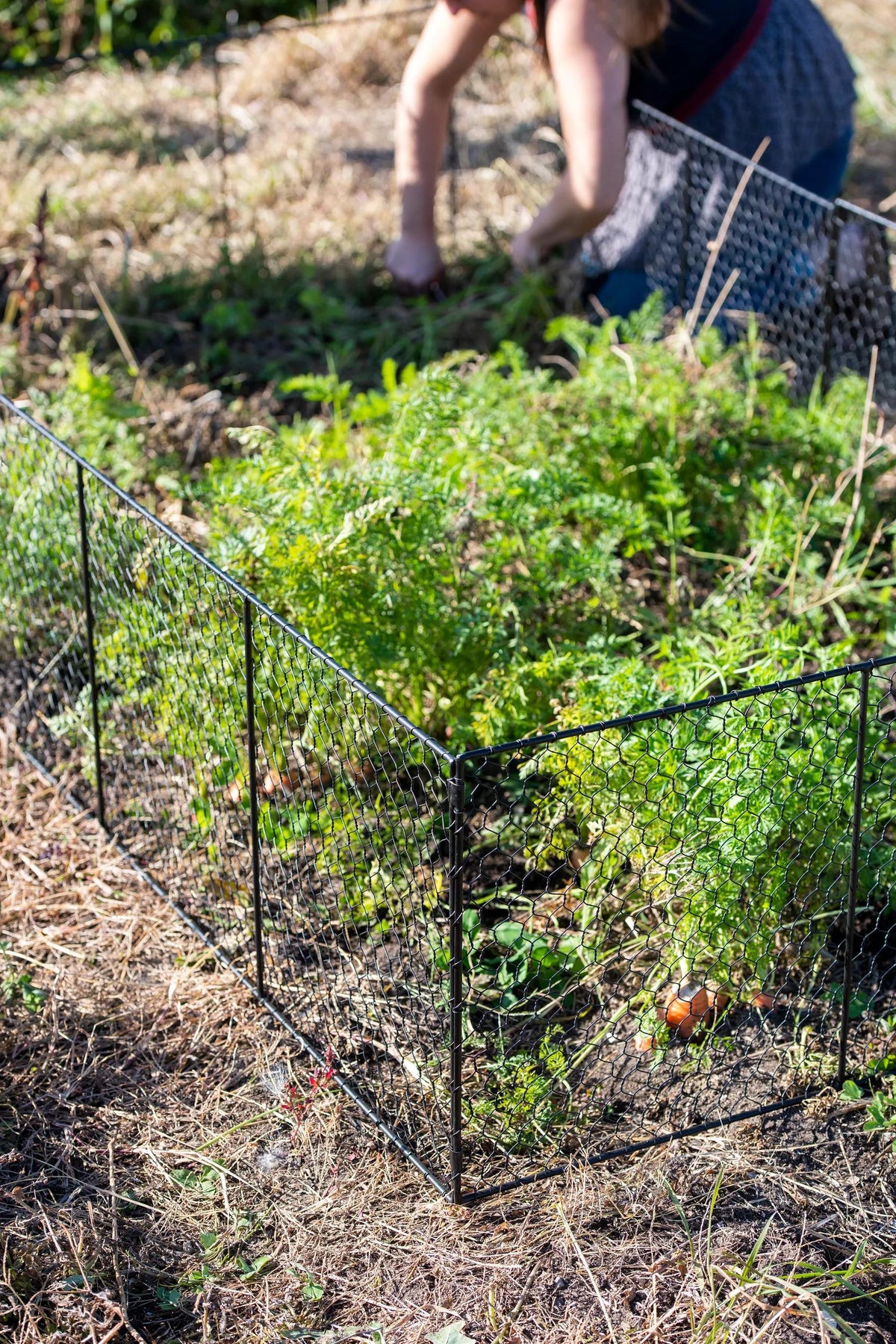 Chicken Wire Critter Fence, 16