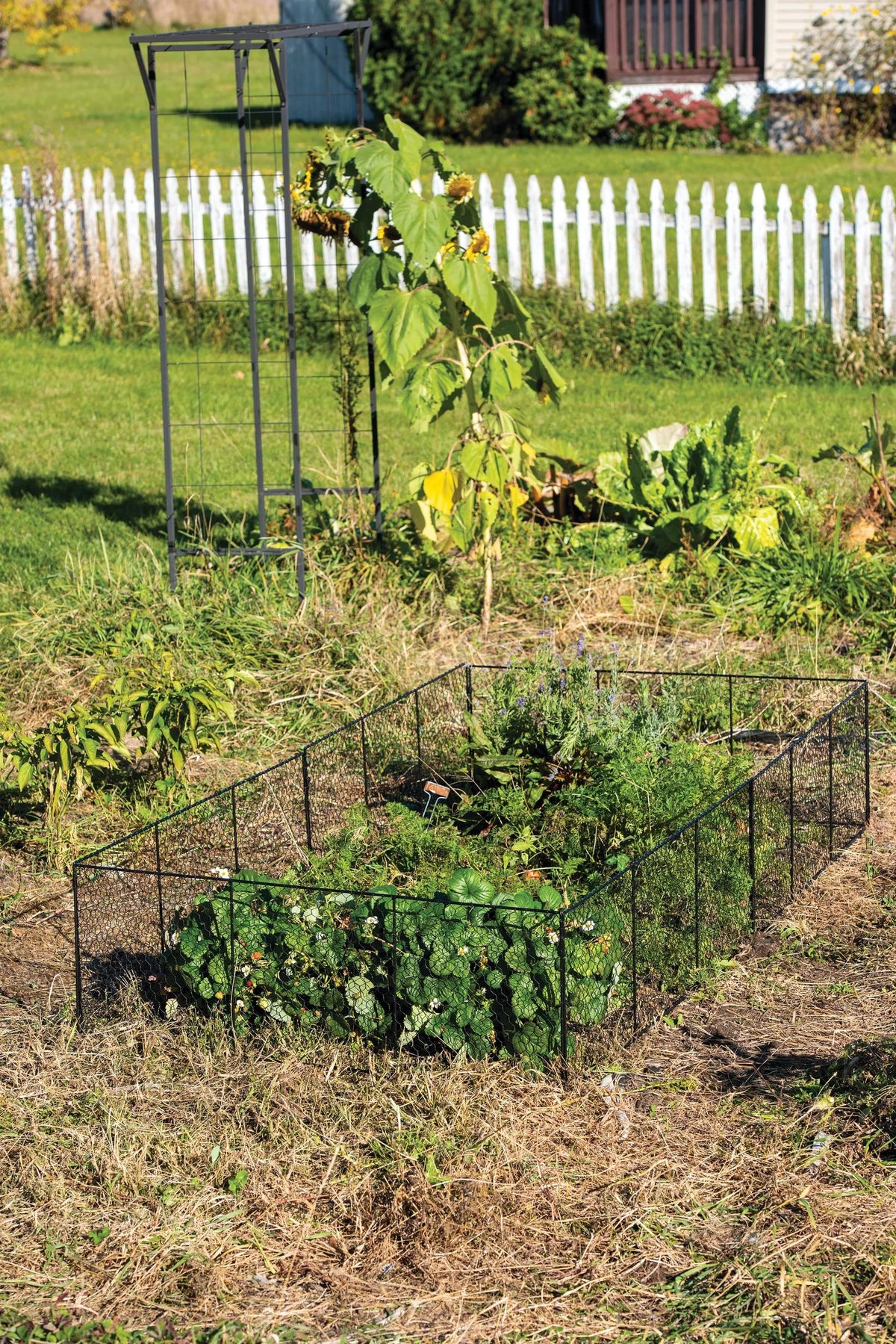Chicken Wire Critter Fence, 16