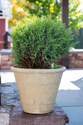  || https://assets.gardeners.com/transform/f842d3ee-4ab5-4c5c-b602-879f24478b2f/8613255_0144