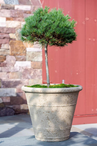  || https://assets.gardeners.com/transform/1de55d95-aaa0-4ad9-a074-0bc94a029a73/8613256_0135
