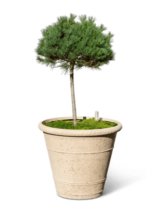  || https://assets.gardeners.com/transform/0e3dde9b-0f57-45a3-a2e1-b7c33519e26c/8613256_0138